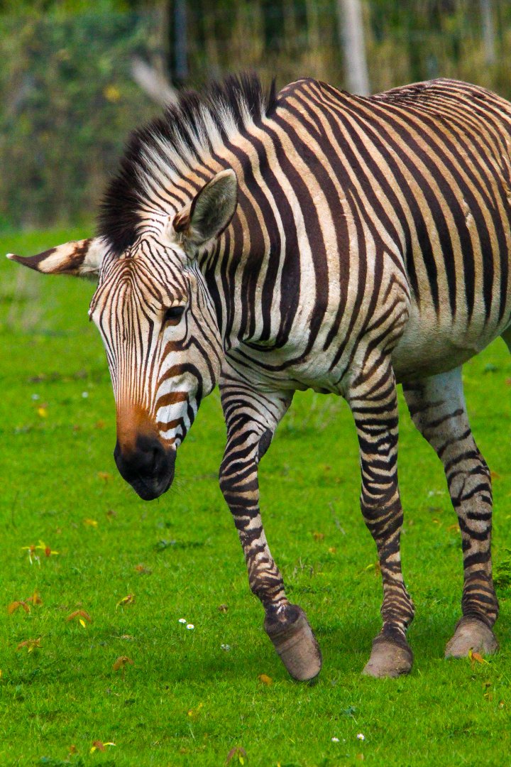 Hartmann's Mountain Zebra