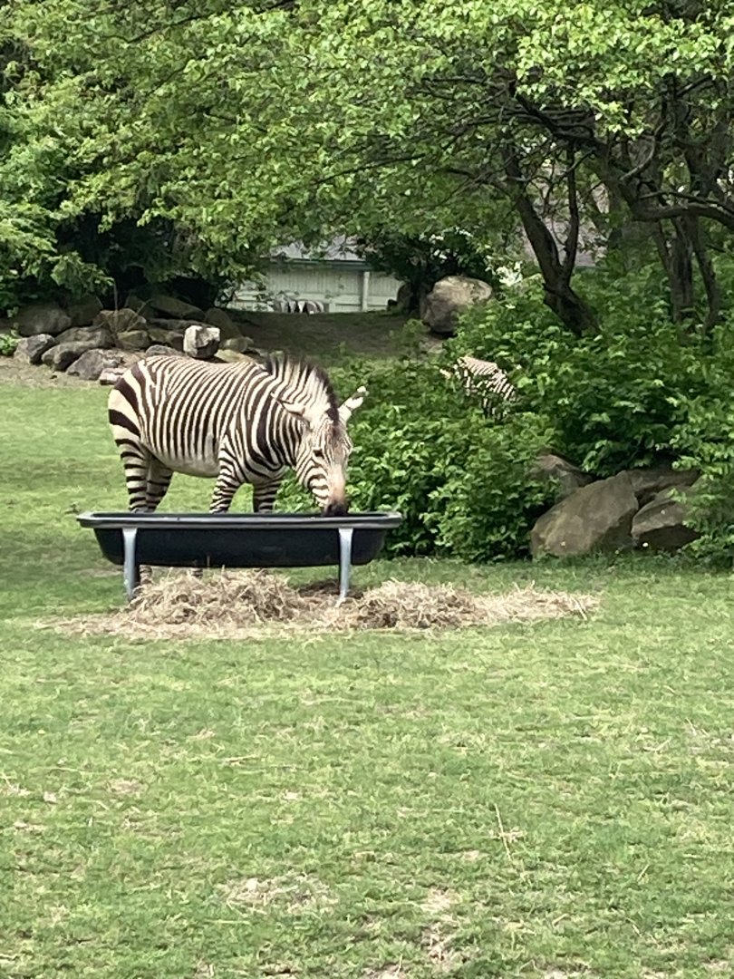 Hartmann’s Mountain Zebra