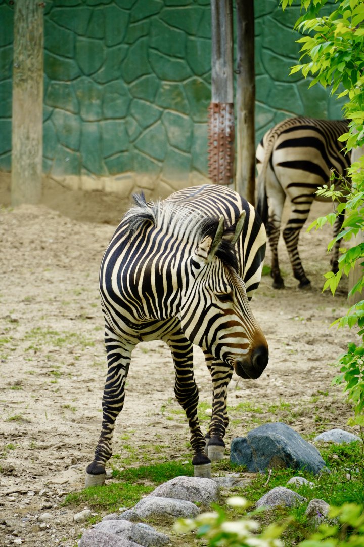 Hartmann’s Mountain Zebra
