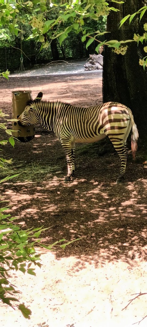 Hartmanns Mountain  Zebra