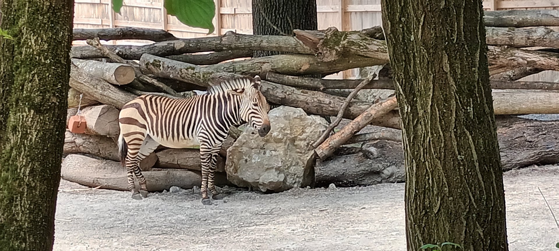 Hartmanns Mountain Zebra