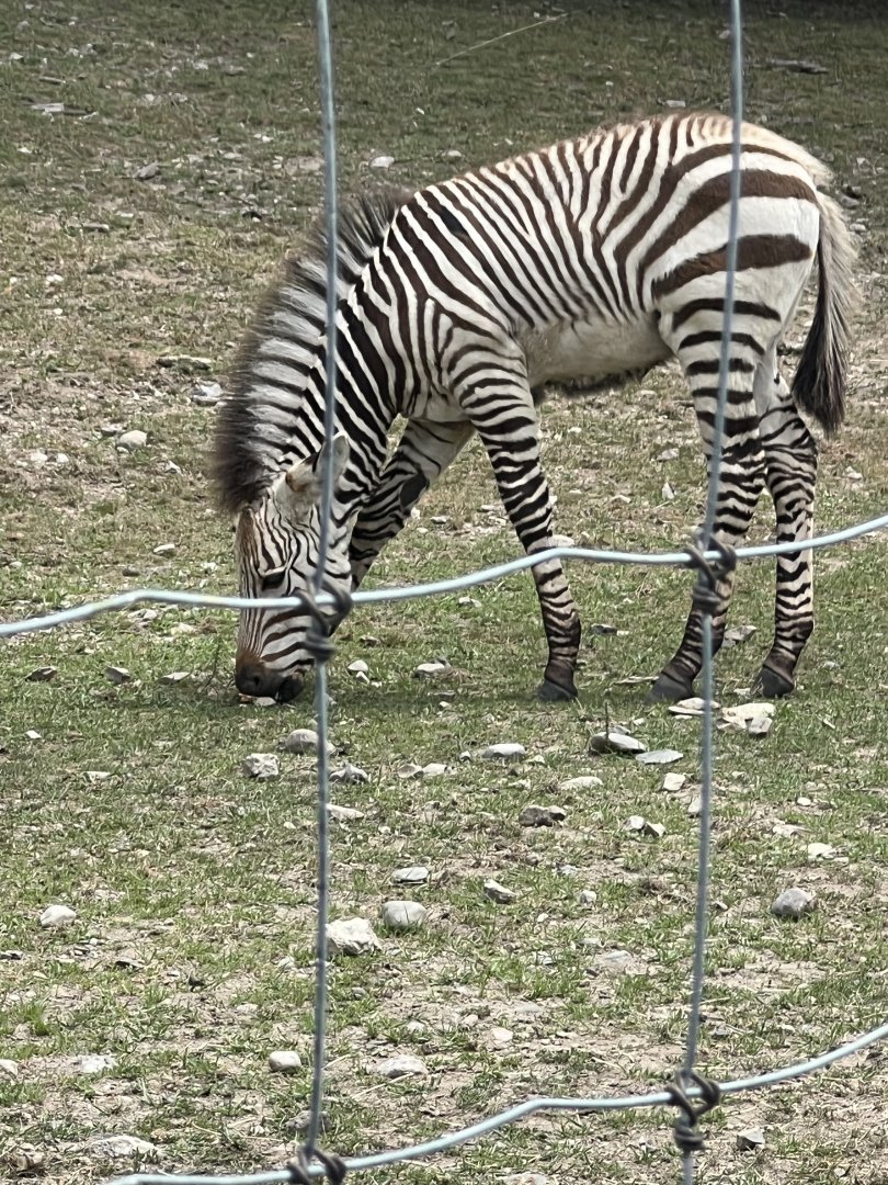 Hartmann’s Mountain Zebra