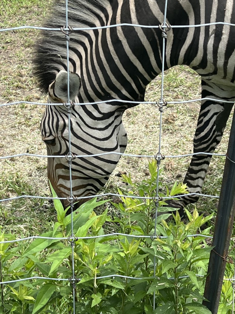 Hartmann’s Mountain Zebra