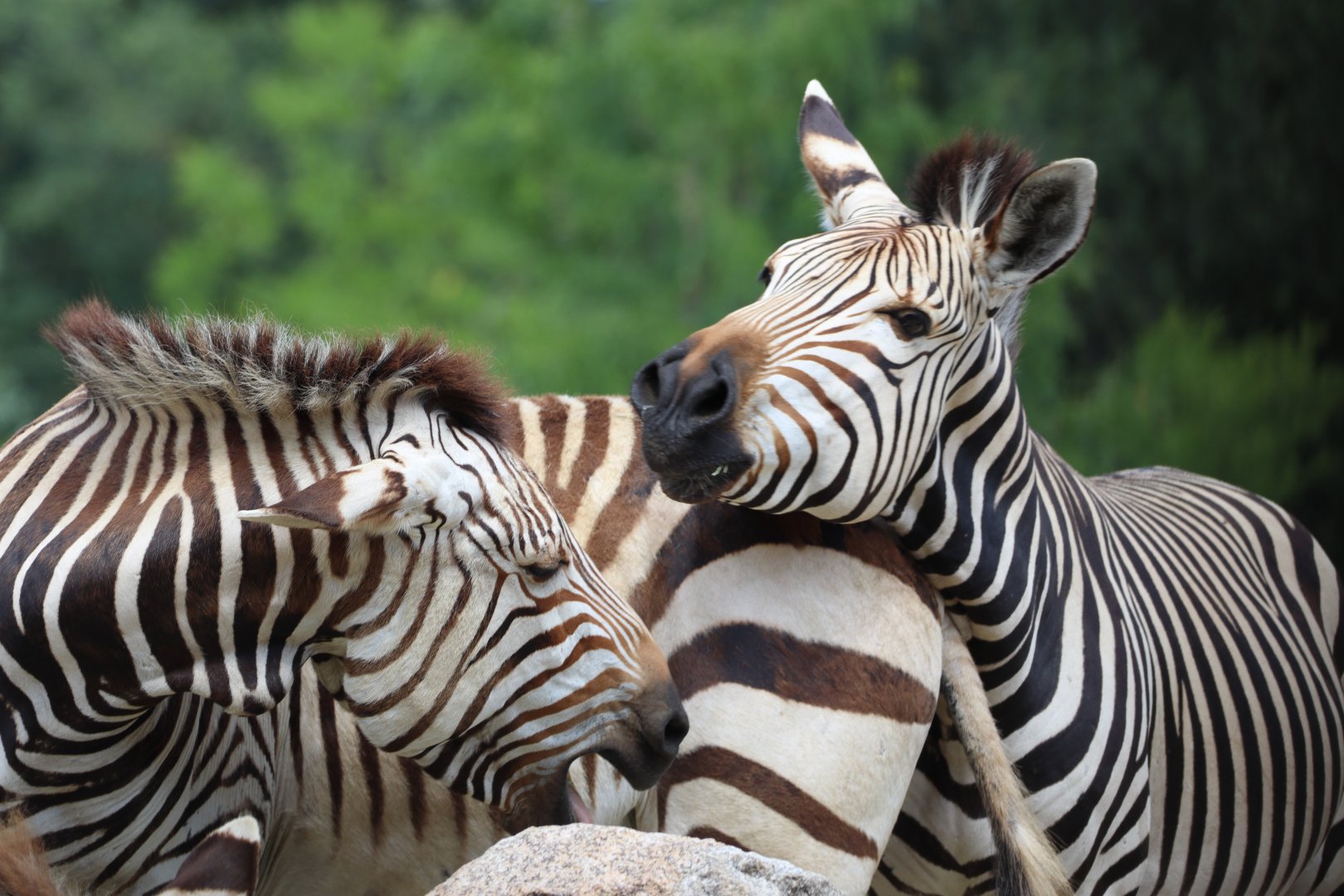 Hartmann's Mountain Zebra