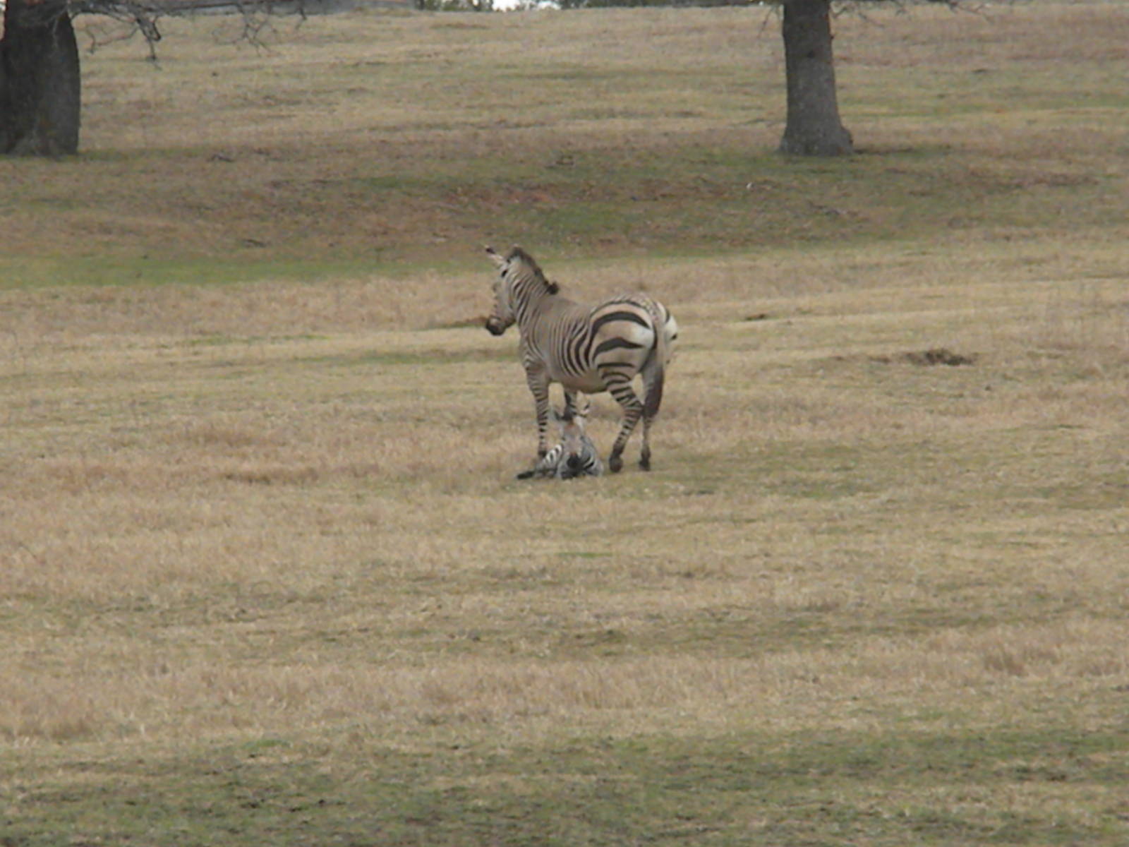 Hartmann's Mountain Zebra