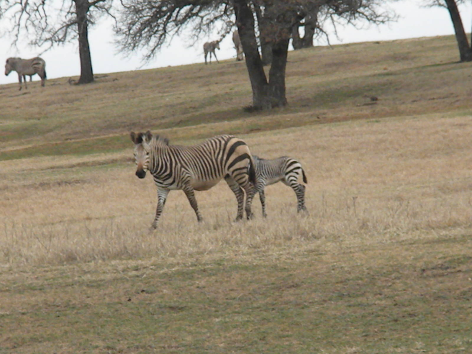 Hartmann's Mountain Zebra