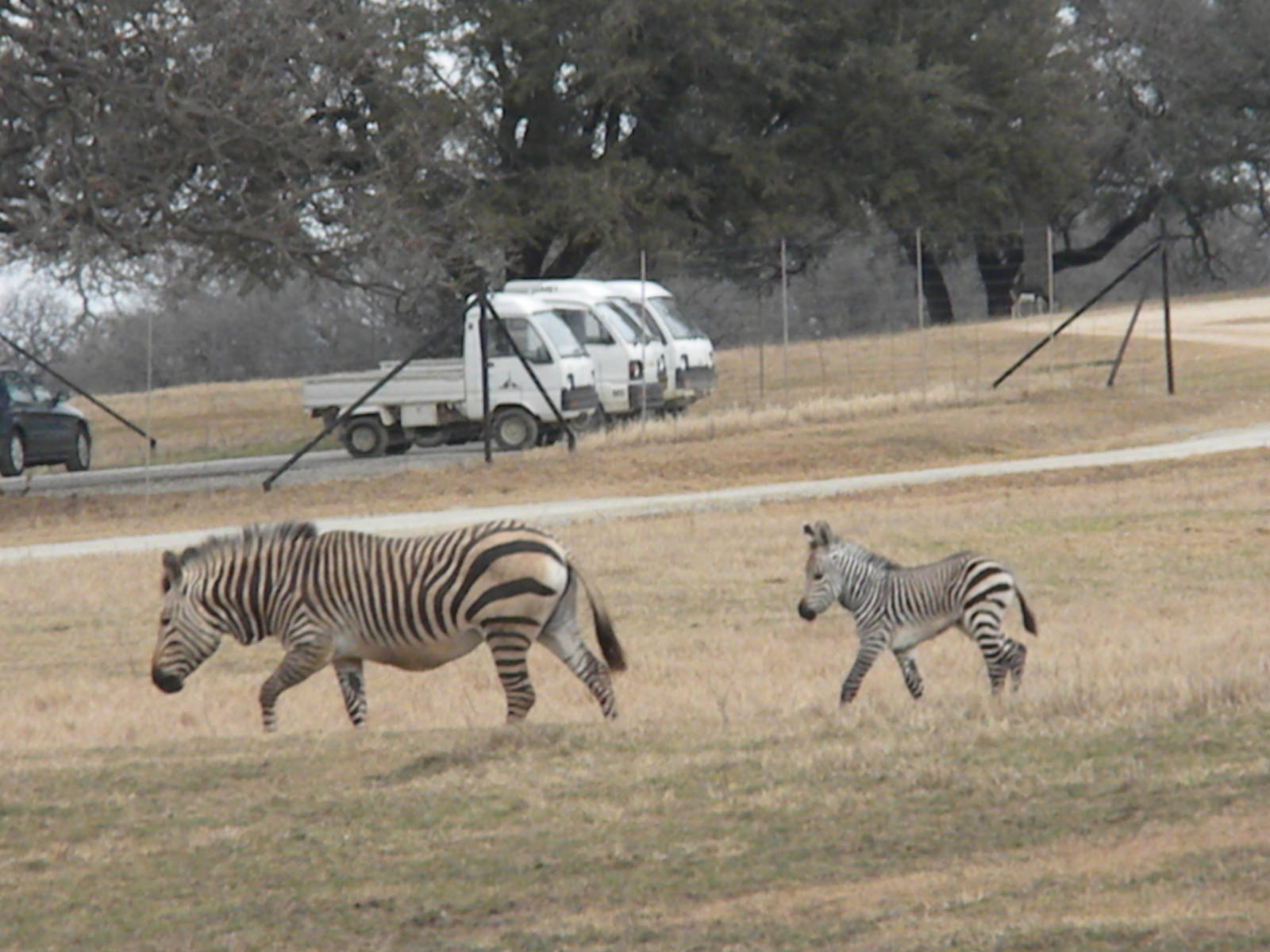 Hartmann's Mountain Zebra