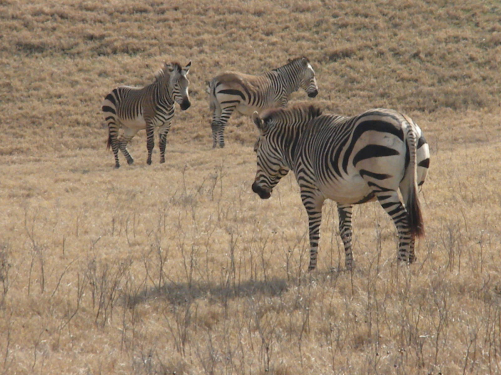 Hartmann's Mountain Zebra