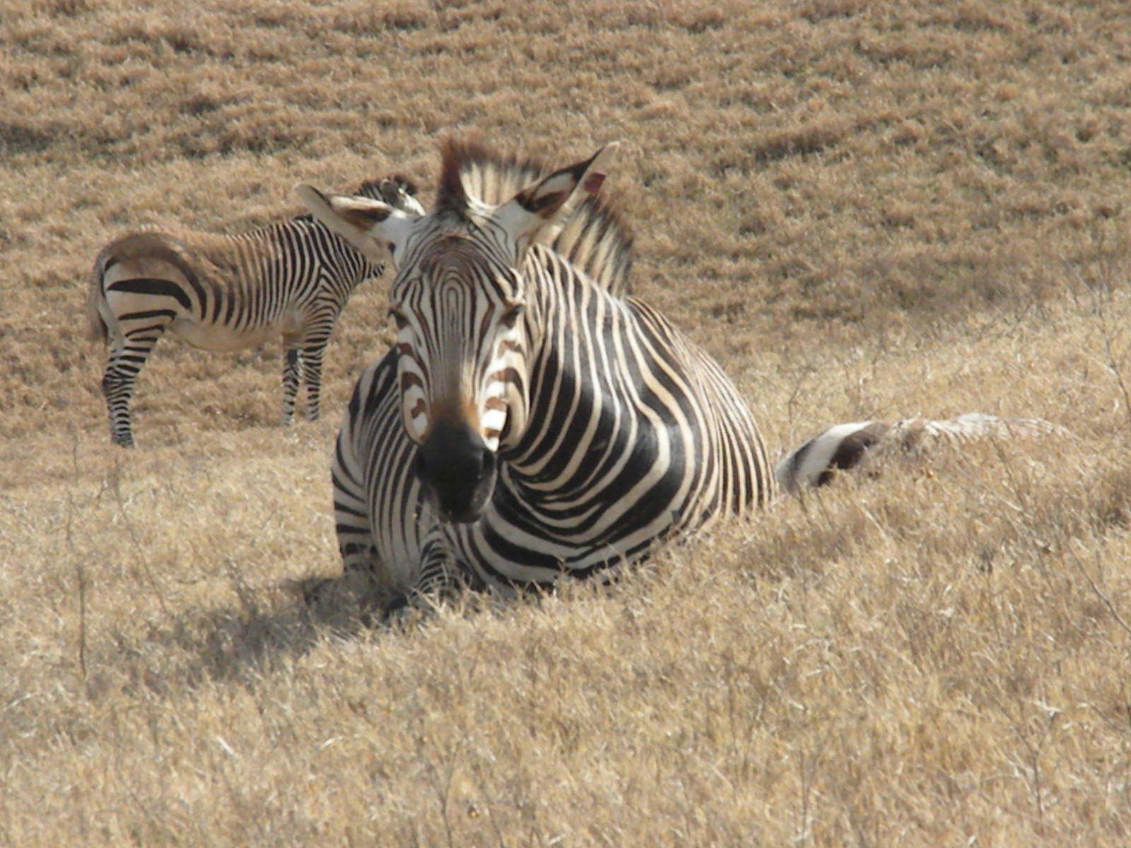 Hartmann's Mountain Zebra
