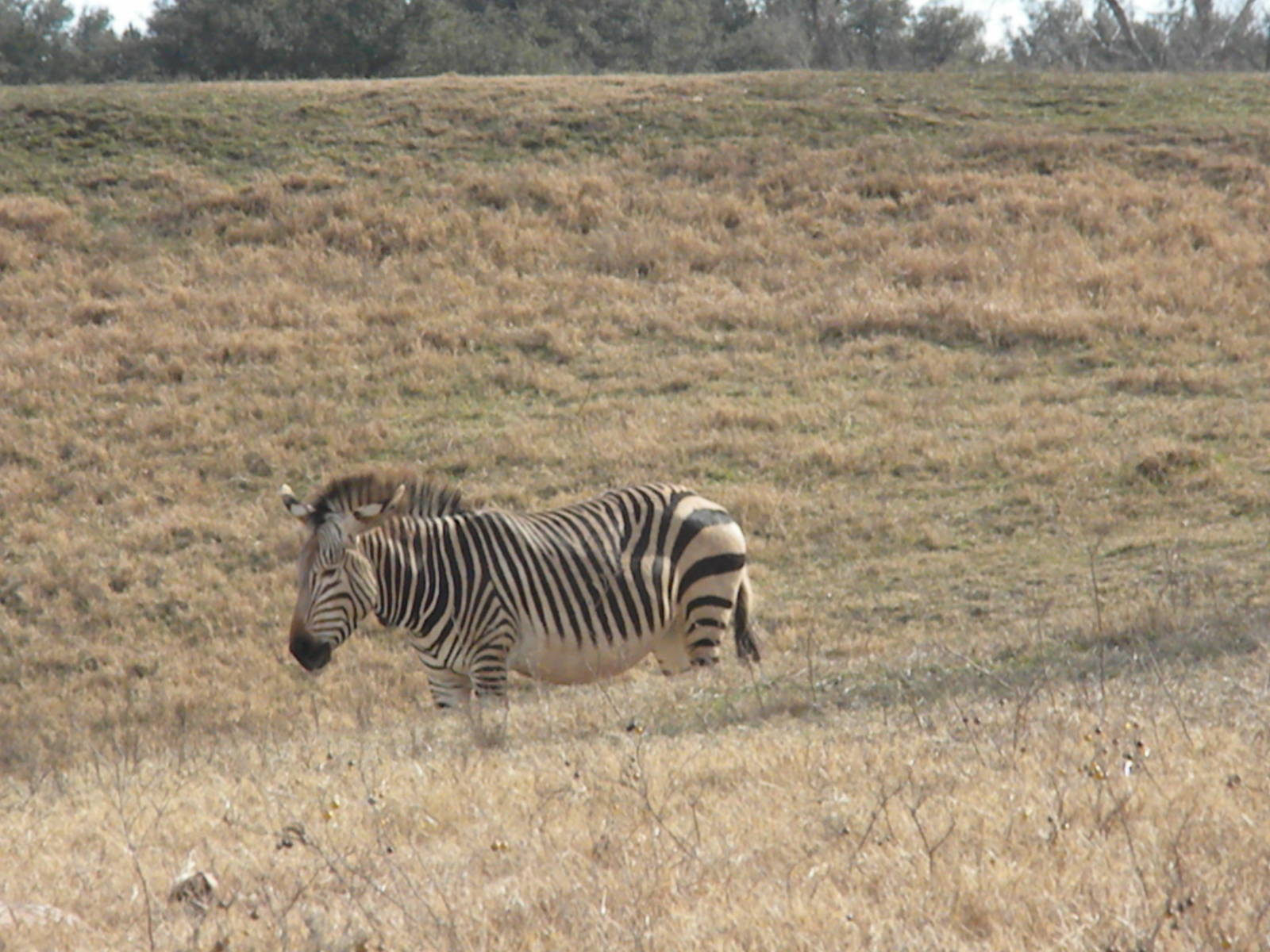 Hartmann's Mountain Zebra