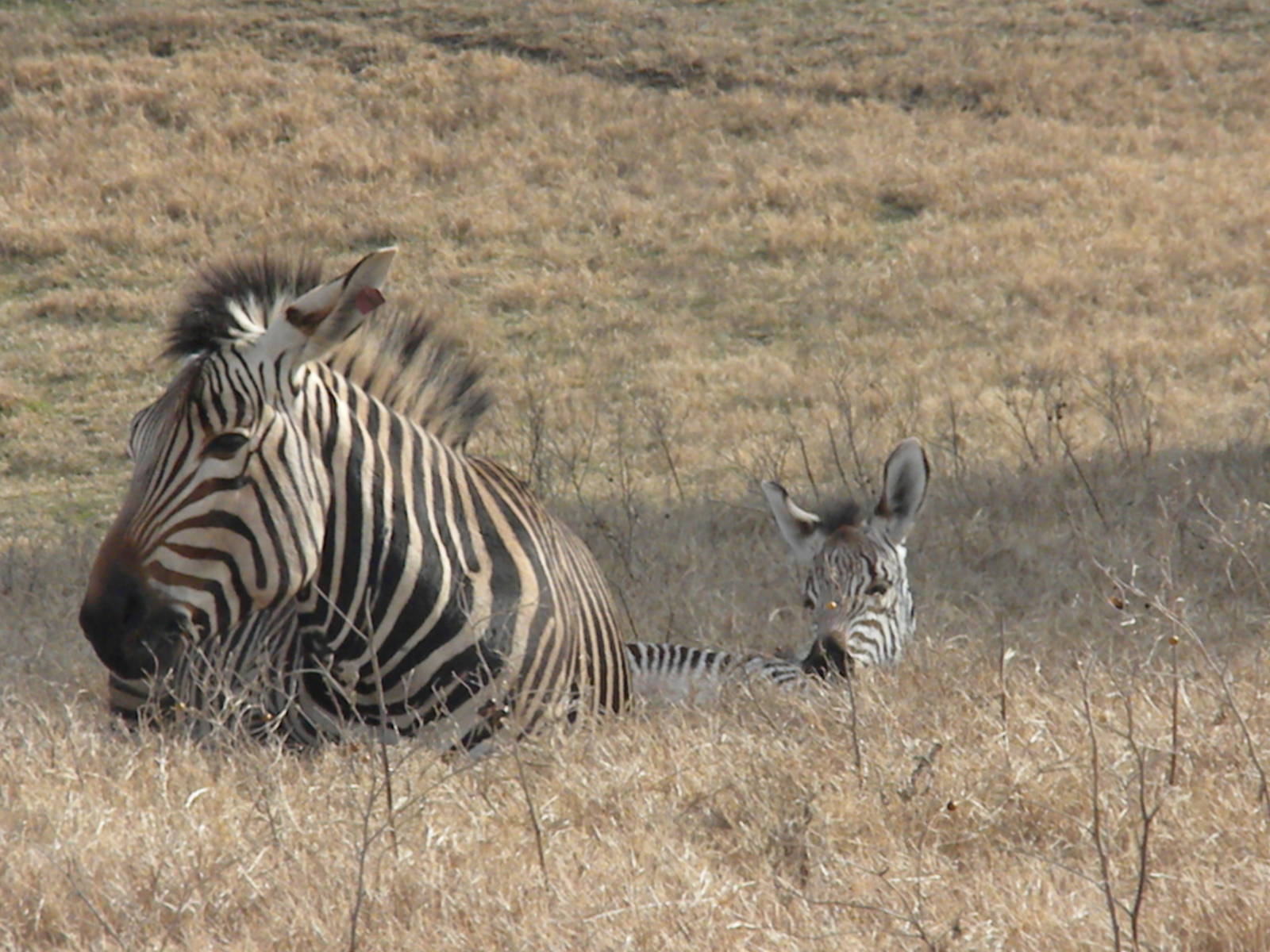 Hartmann's Mountain Zebra