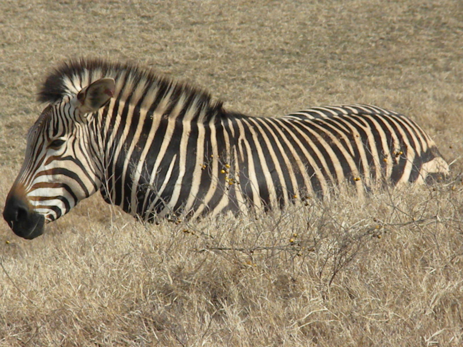Hartmann's Mountain Zebra