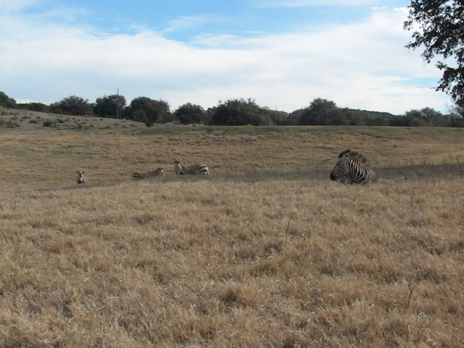 Hartmann's Mountain Zebra