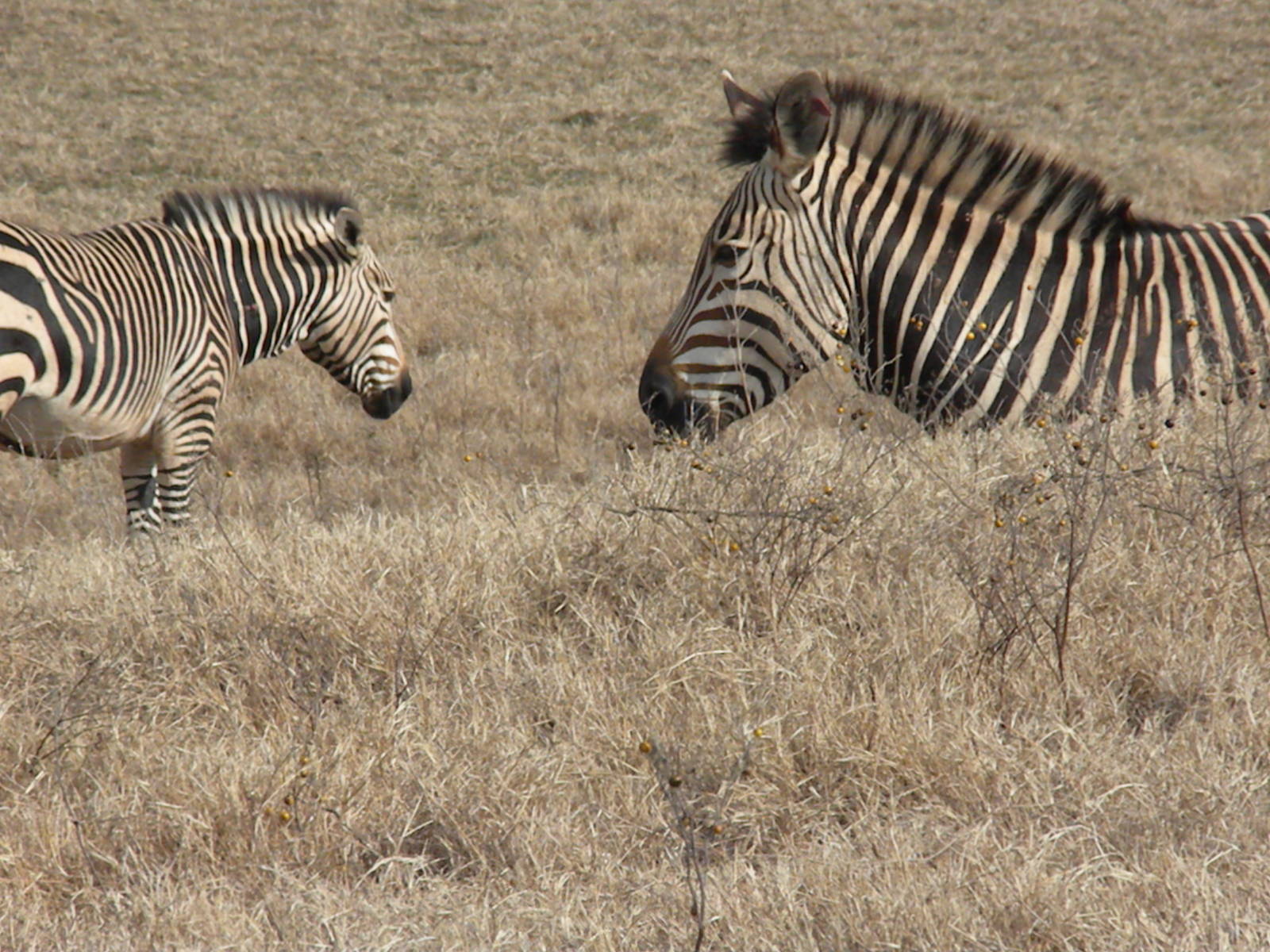 Hartmann's Mountain Zebra