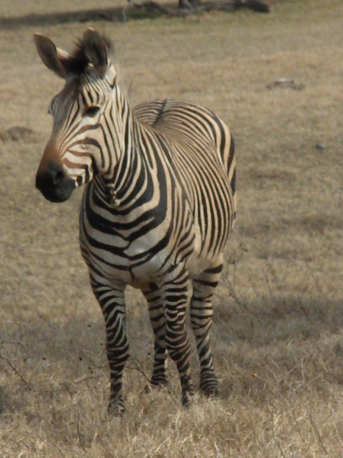 Hartmann's Mountain Zebra