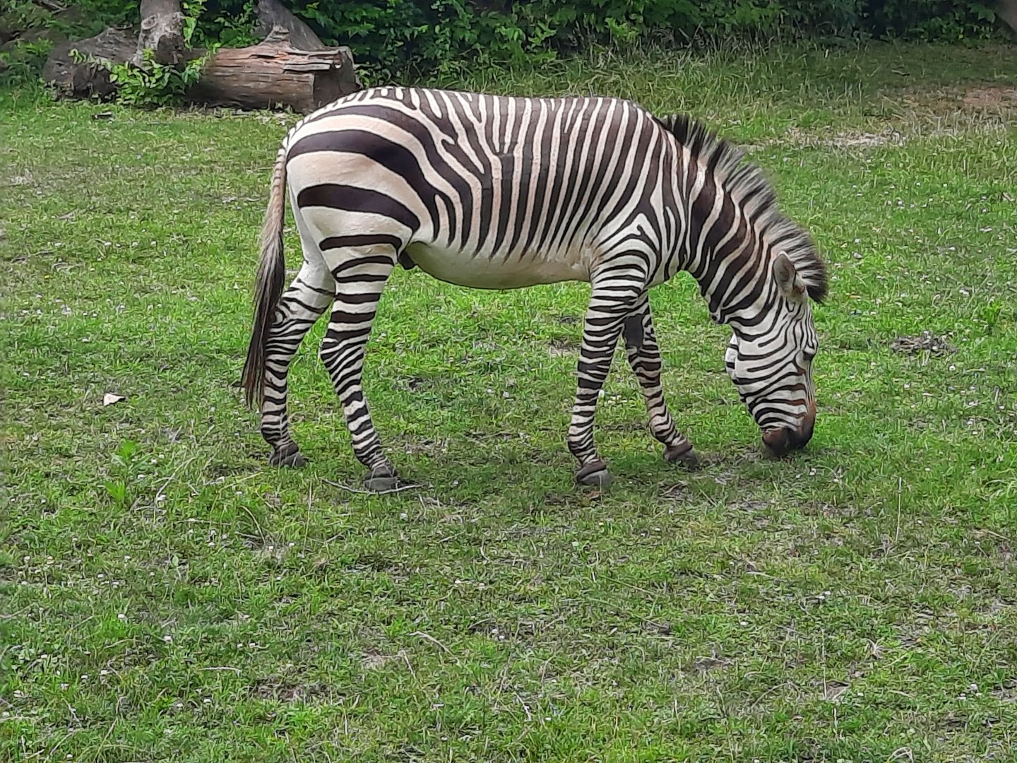 Hartmann's Mountain Zebra