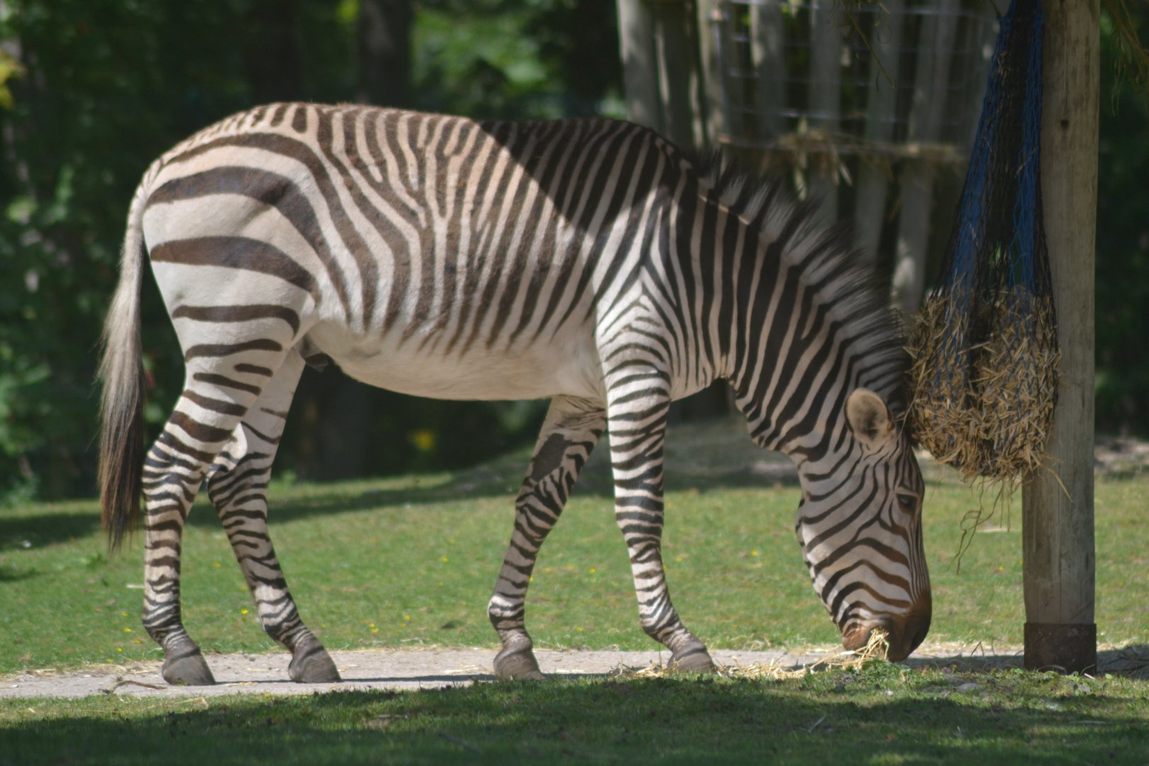 Hartmann's mountain zebra