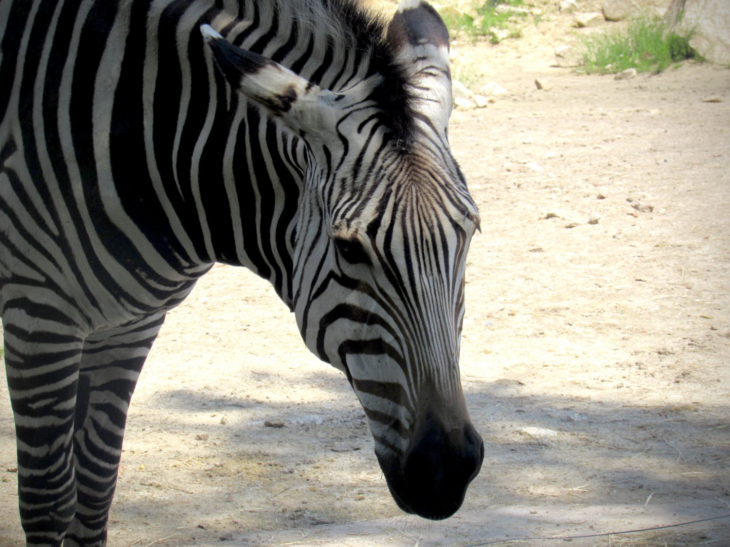 Hartmann’s mountain zebra