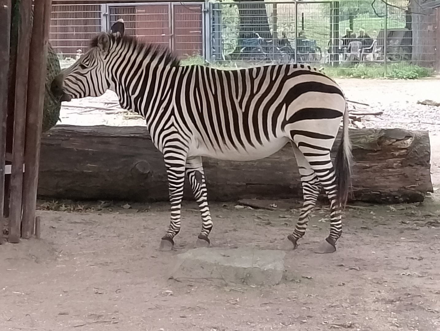 Hartmann's mountain zebra