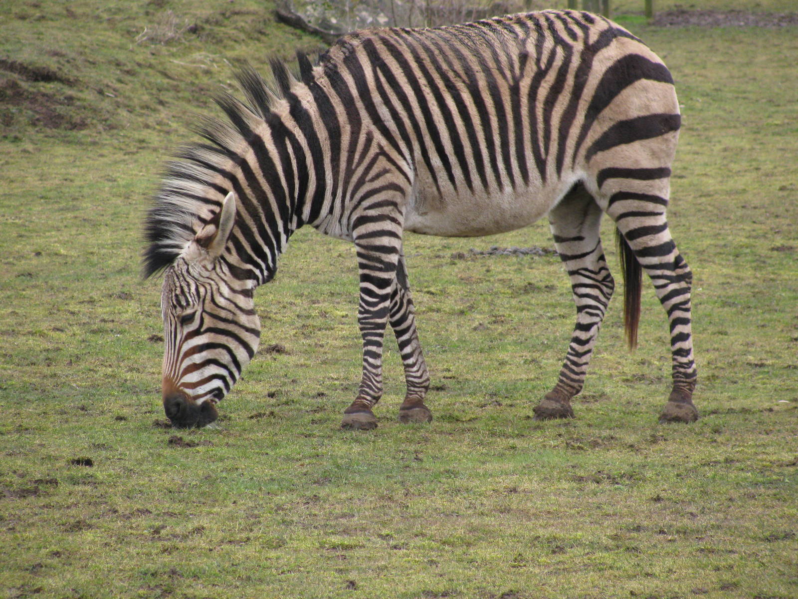 Hartmann's Mountain Zebra
