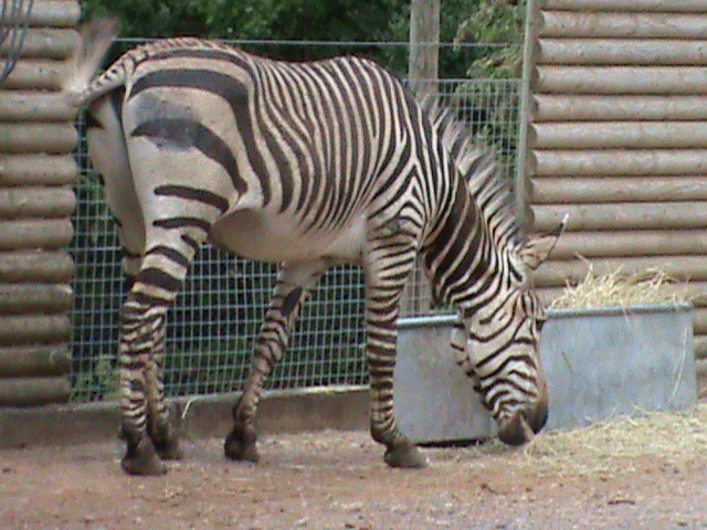 hartmanns mountain zebra2 08/10