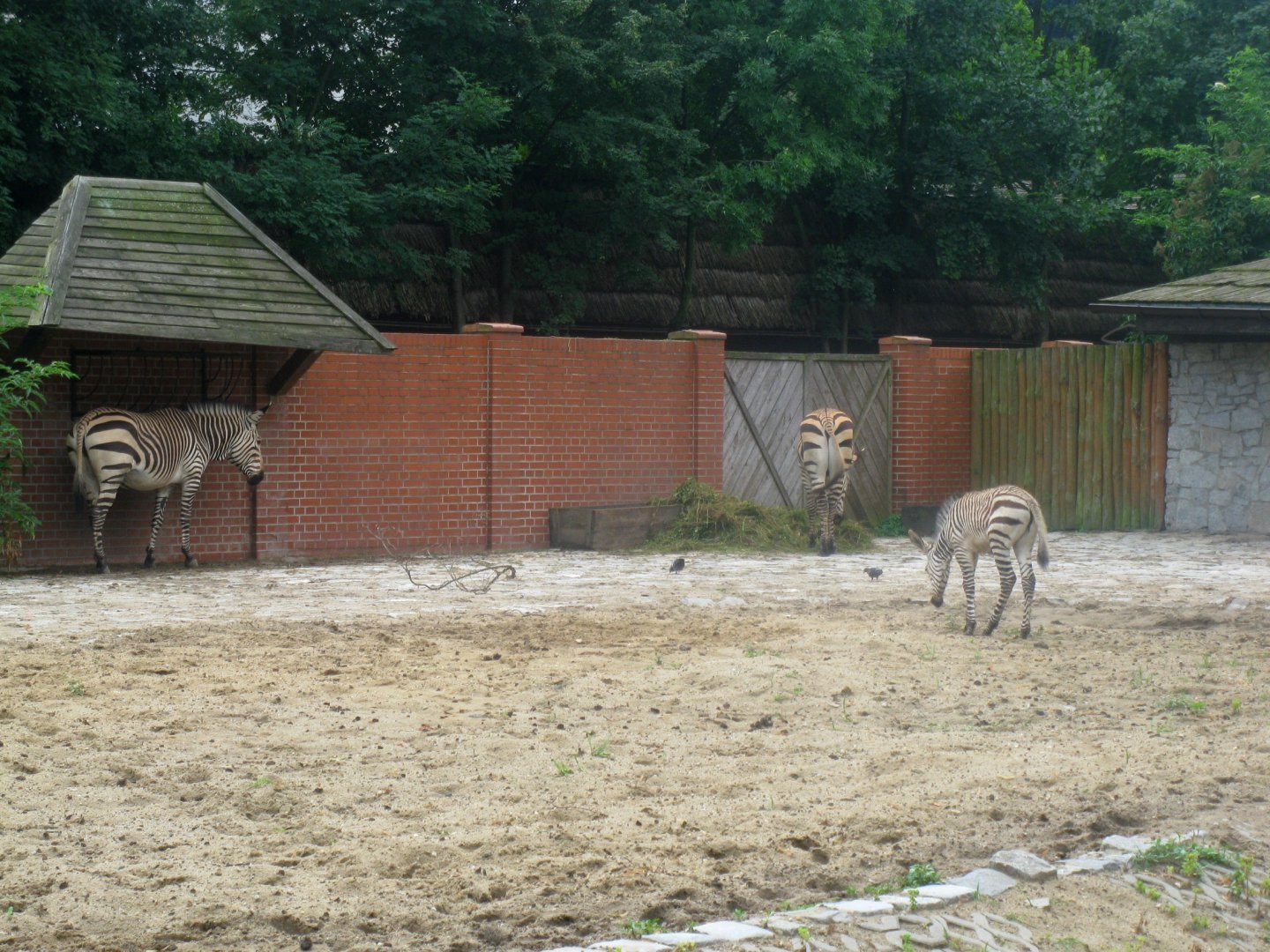 Hartmann's Mountain Zebras - 08.2013