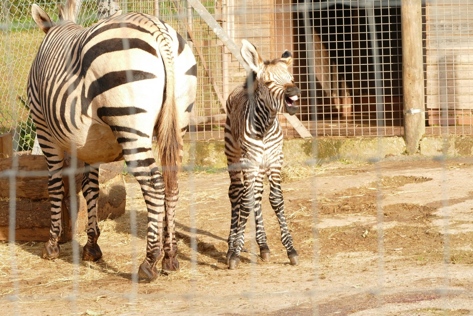 Hartmann's Mountain Zebras, 18 November 2021
