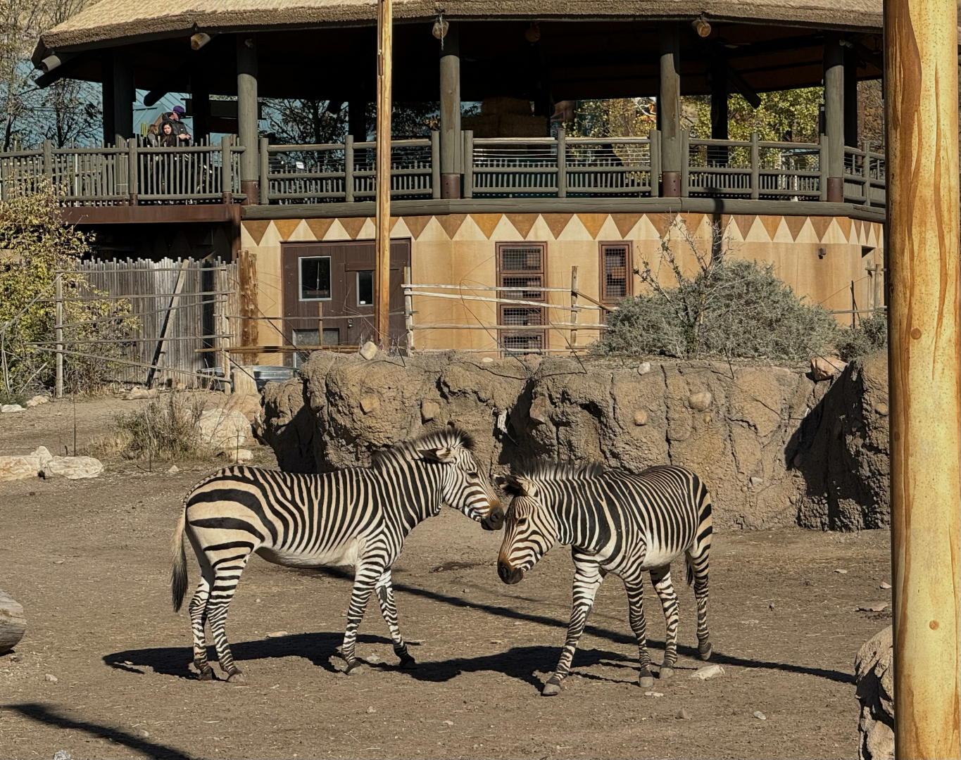 Hartmann's Mountain Zebras - African Savanna