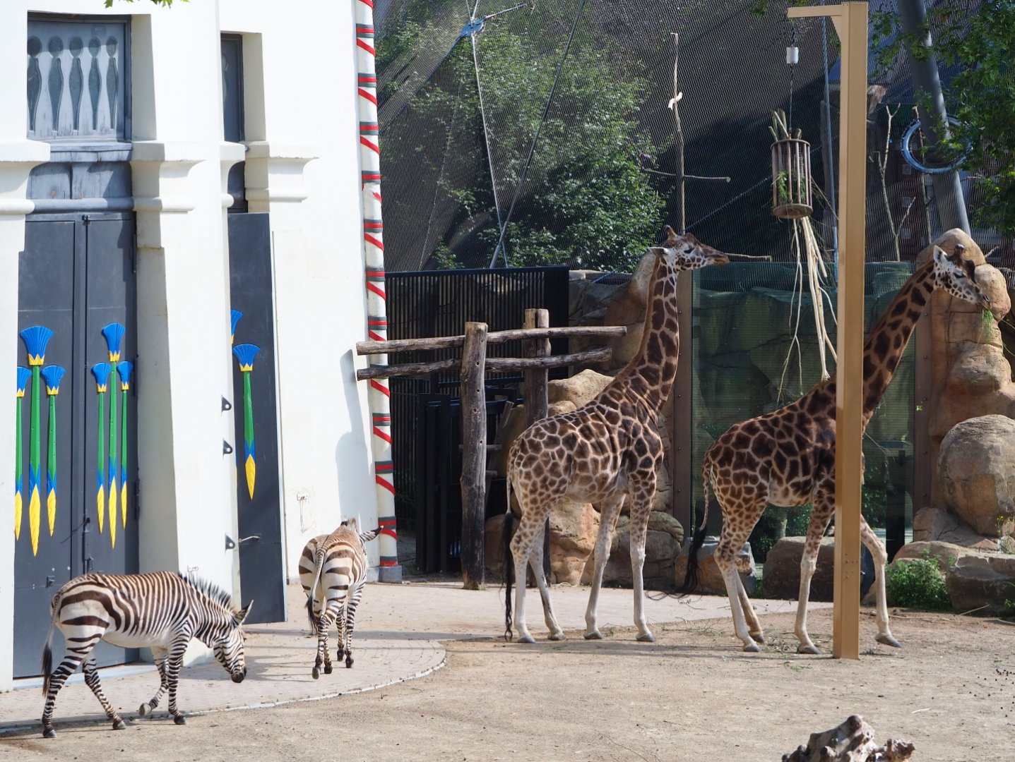 Hartmann's mountain zebras  and Hybrid giraffes near the Egyptian Temple, 2021-07-17