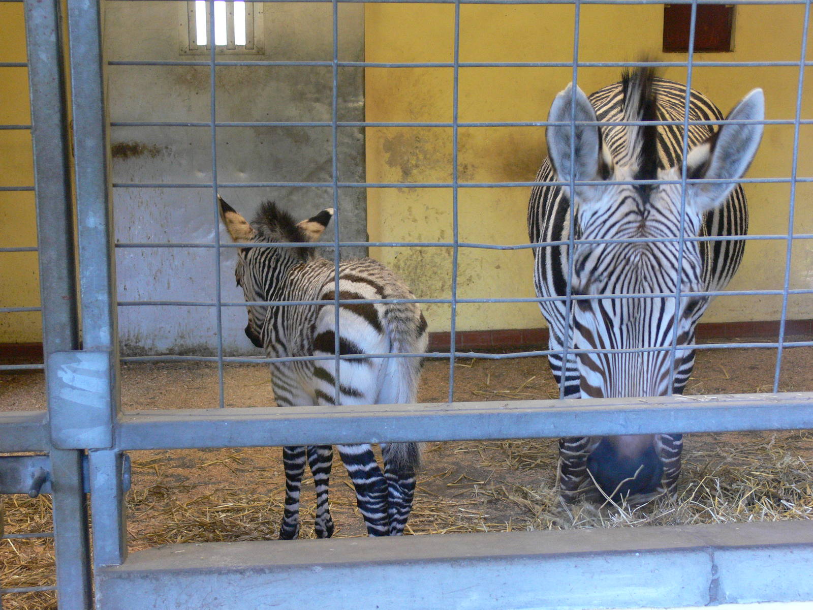 Hartmann's Mountain Zebras at Blackpool Zoo, 09/12/12