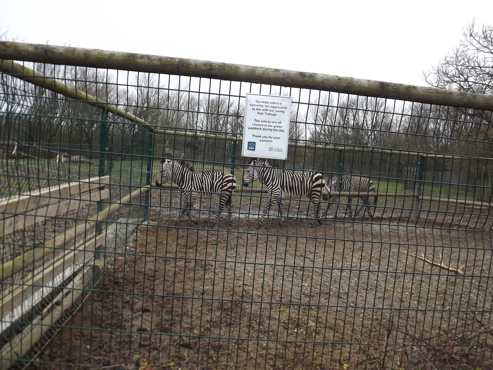 Hartmann's Mountain Zebras at Blackpool Zoo 11/03/12