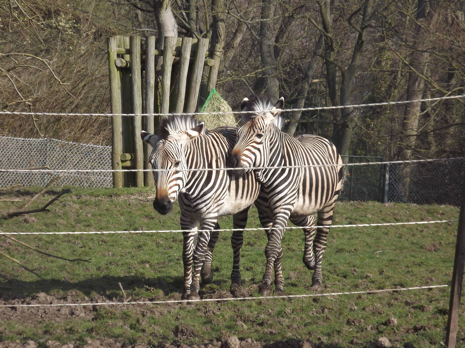 Hartmann's Mountain Zebras at Blackpool Zoo 25/03/12