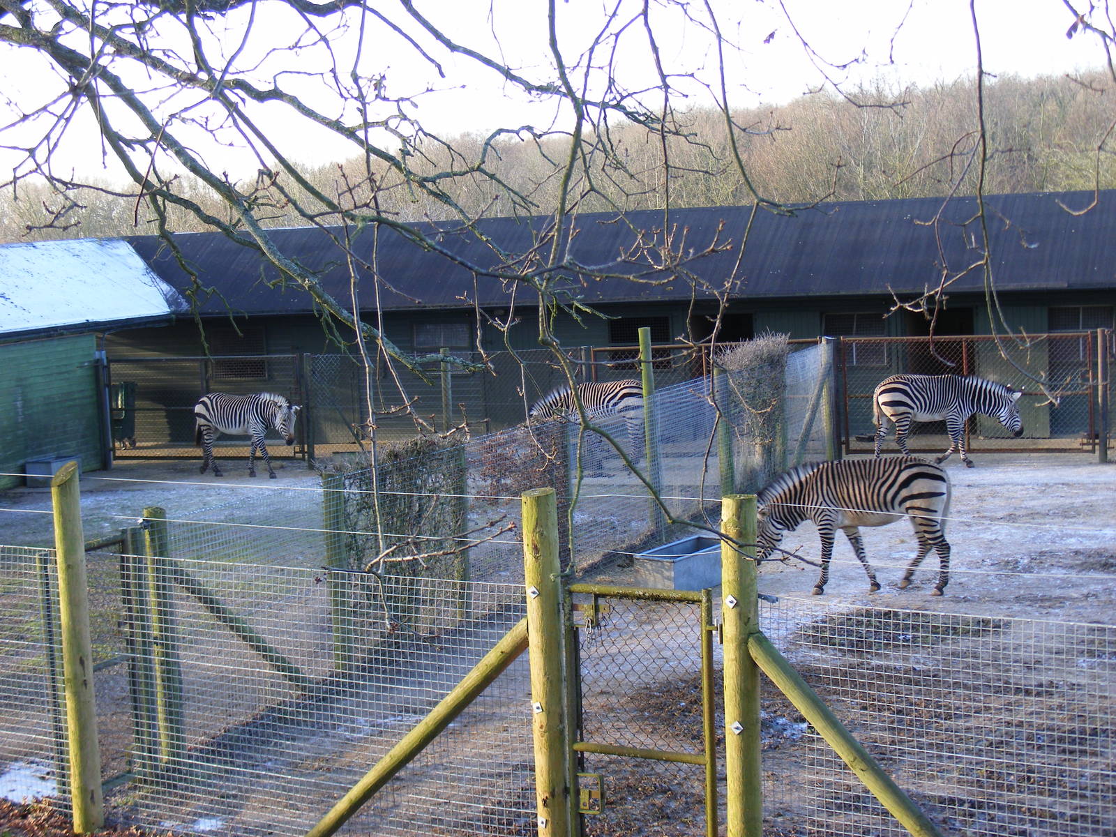 Hartmann's mountain zebras at Marwell Wildlife, 3 January 2010