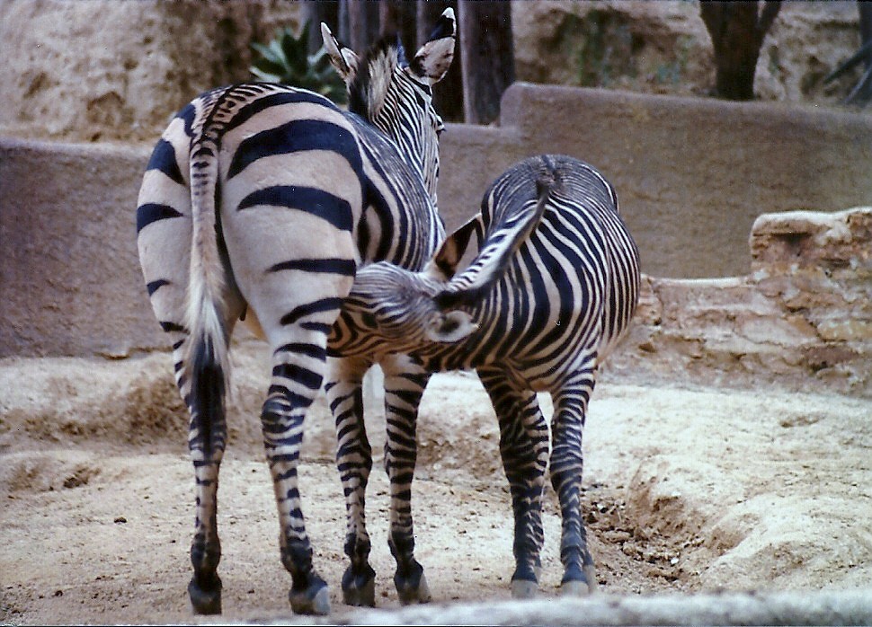Hartmann's Mountain Zebras - Circa 1980