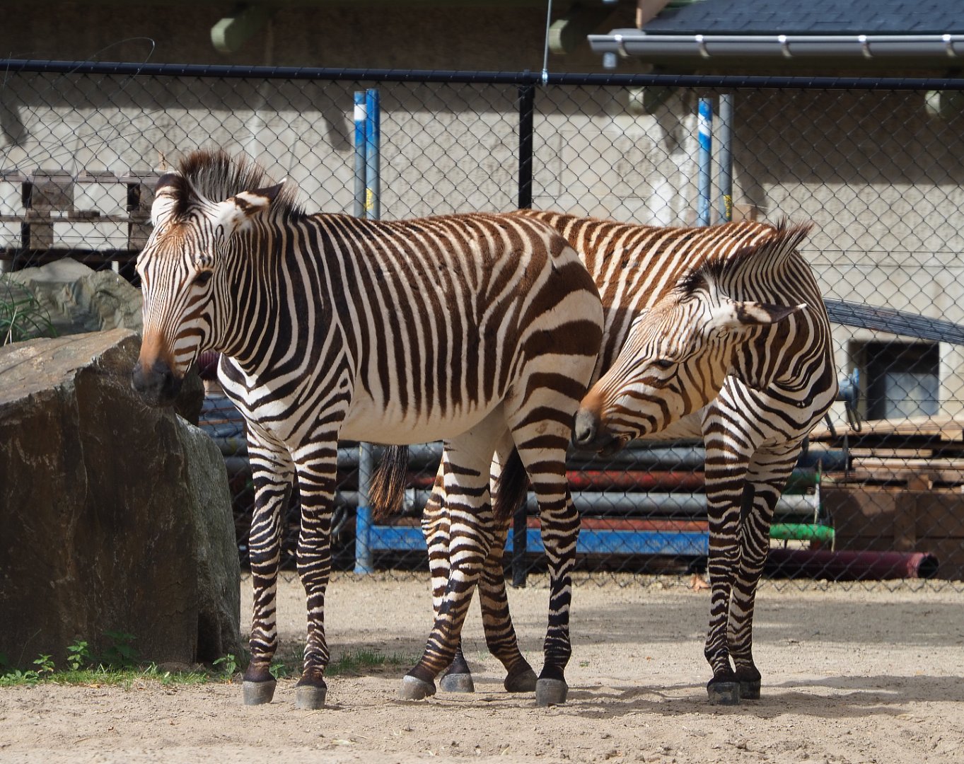 Hartmann's mountain zebras (Equus zebra hartmannae), 2020-06-28