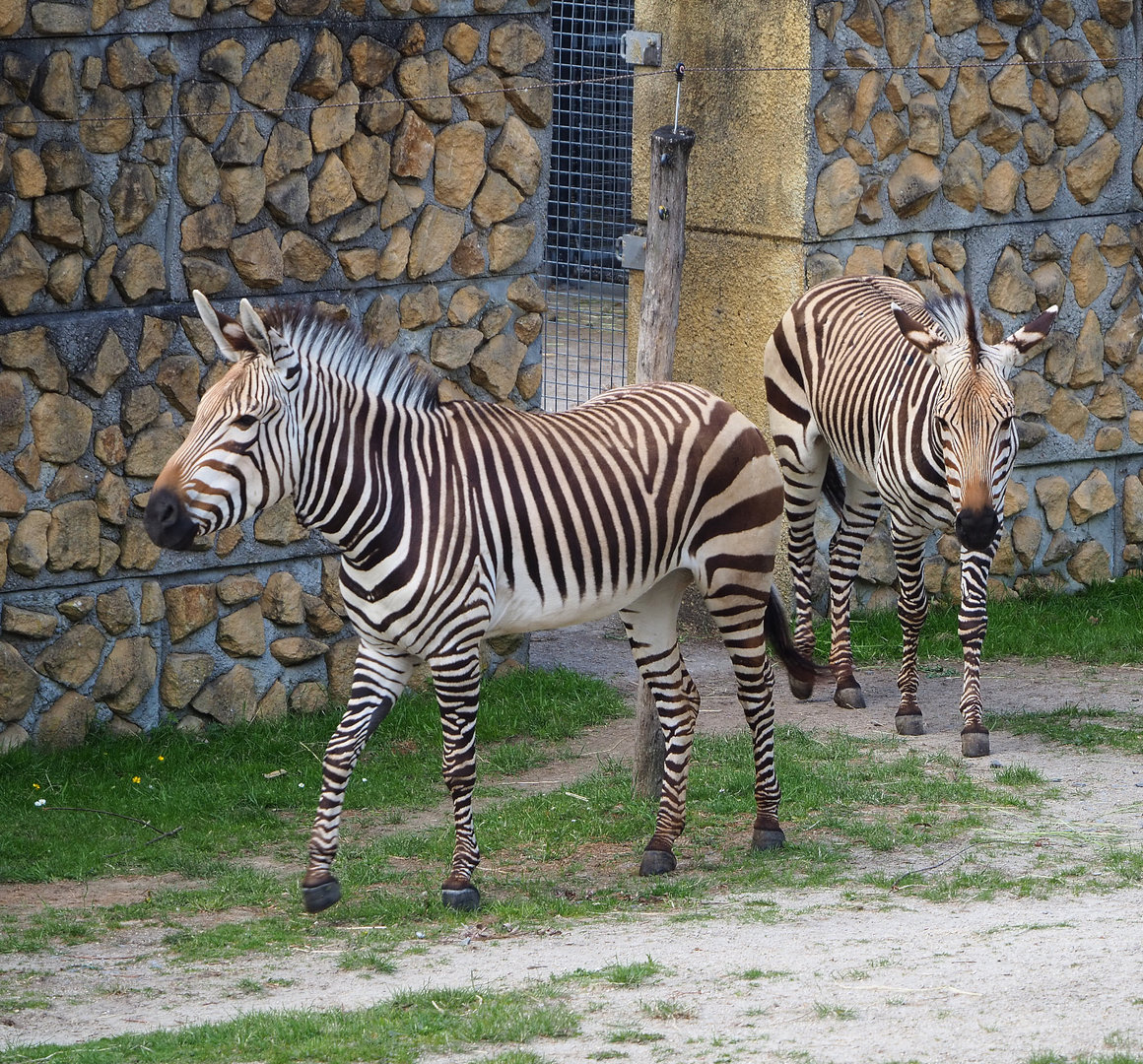 Hartmann's mountain zebras (Equus zebra hartmannae), 2022-05-28