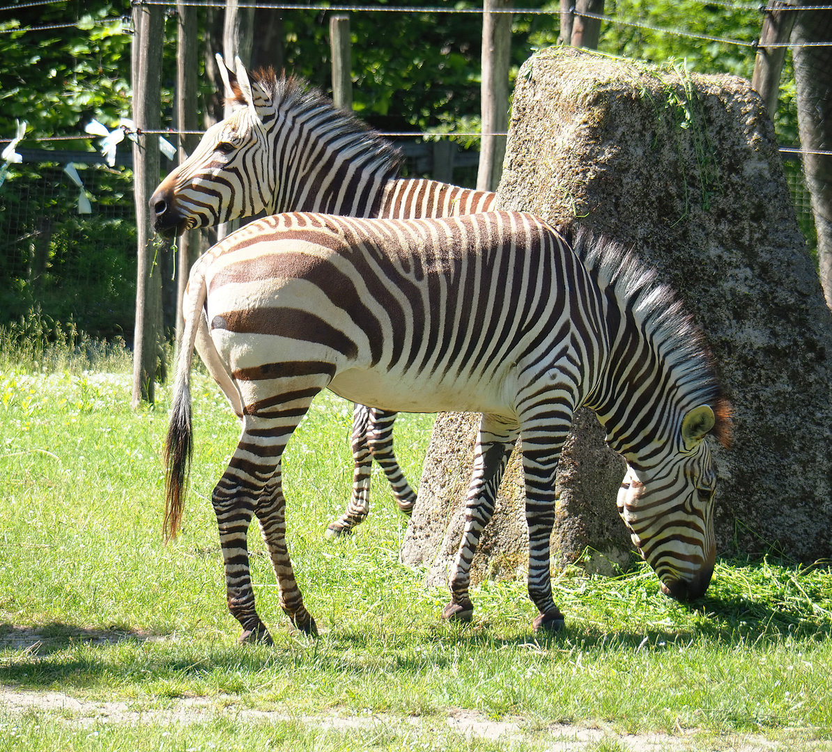Hartmann's mountain zebras (Equus zebra hartmannae), 2022-06-15