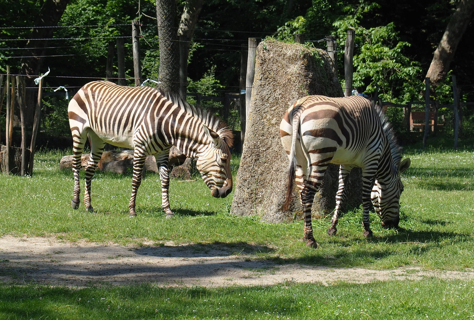 Hartmann's mountain zebras (Equus zebra hartmannae), 2022-06-15