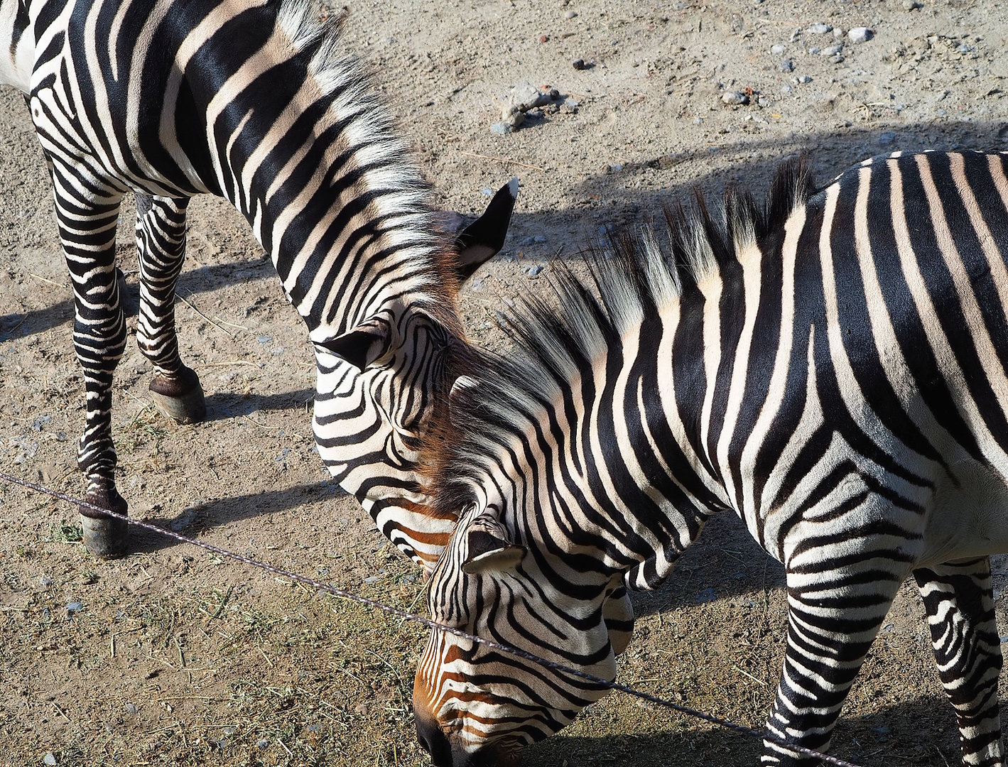 Hartmann's mountain zebras (Equus zebra hartmannae), 2022-09-12