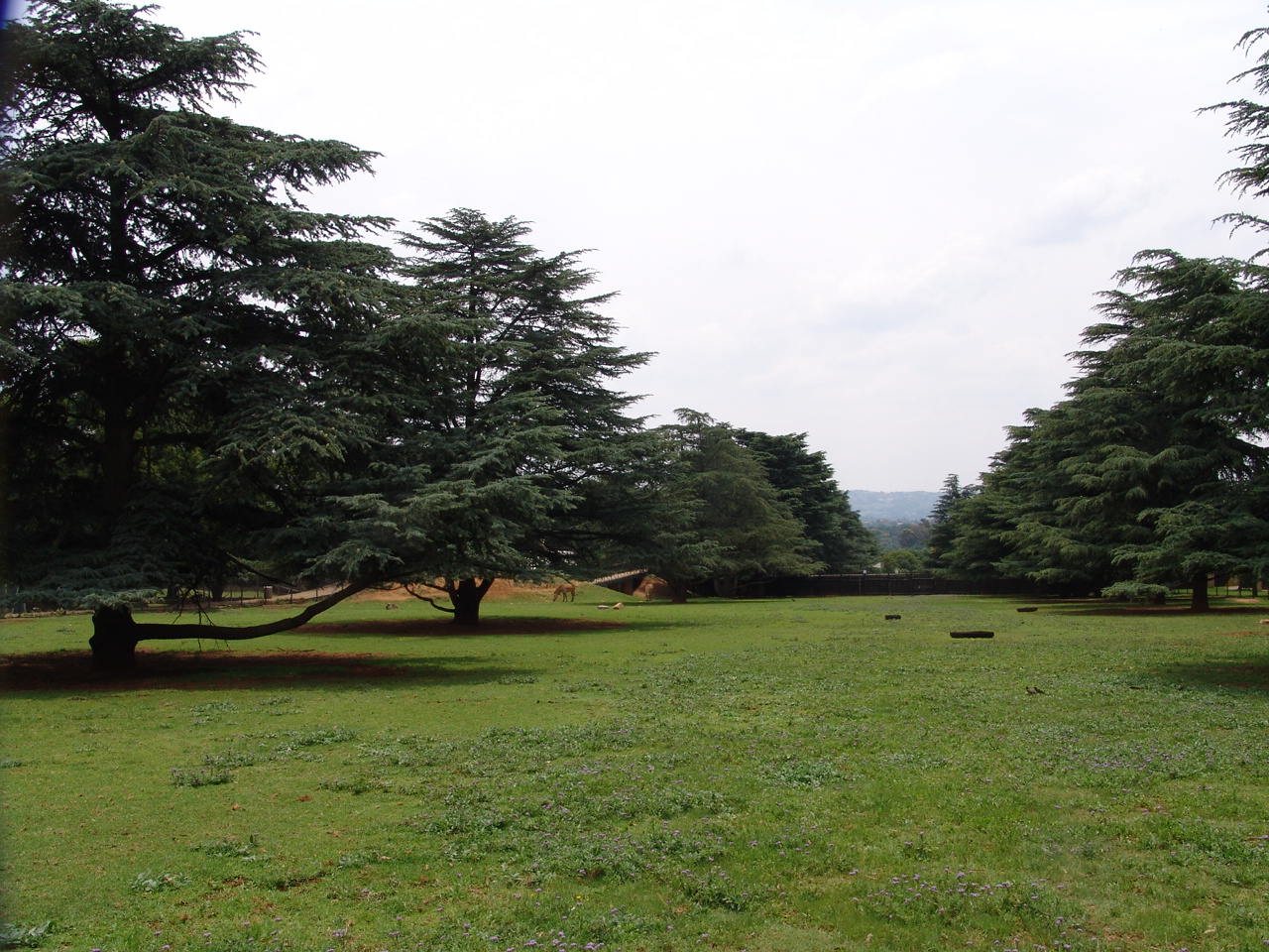 Hartmann's Mountain Zebra's (Equus zebra hartmannae) enclosure