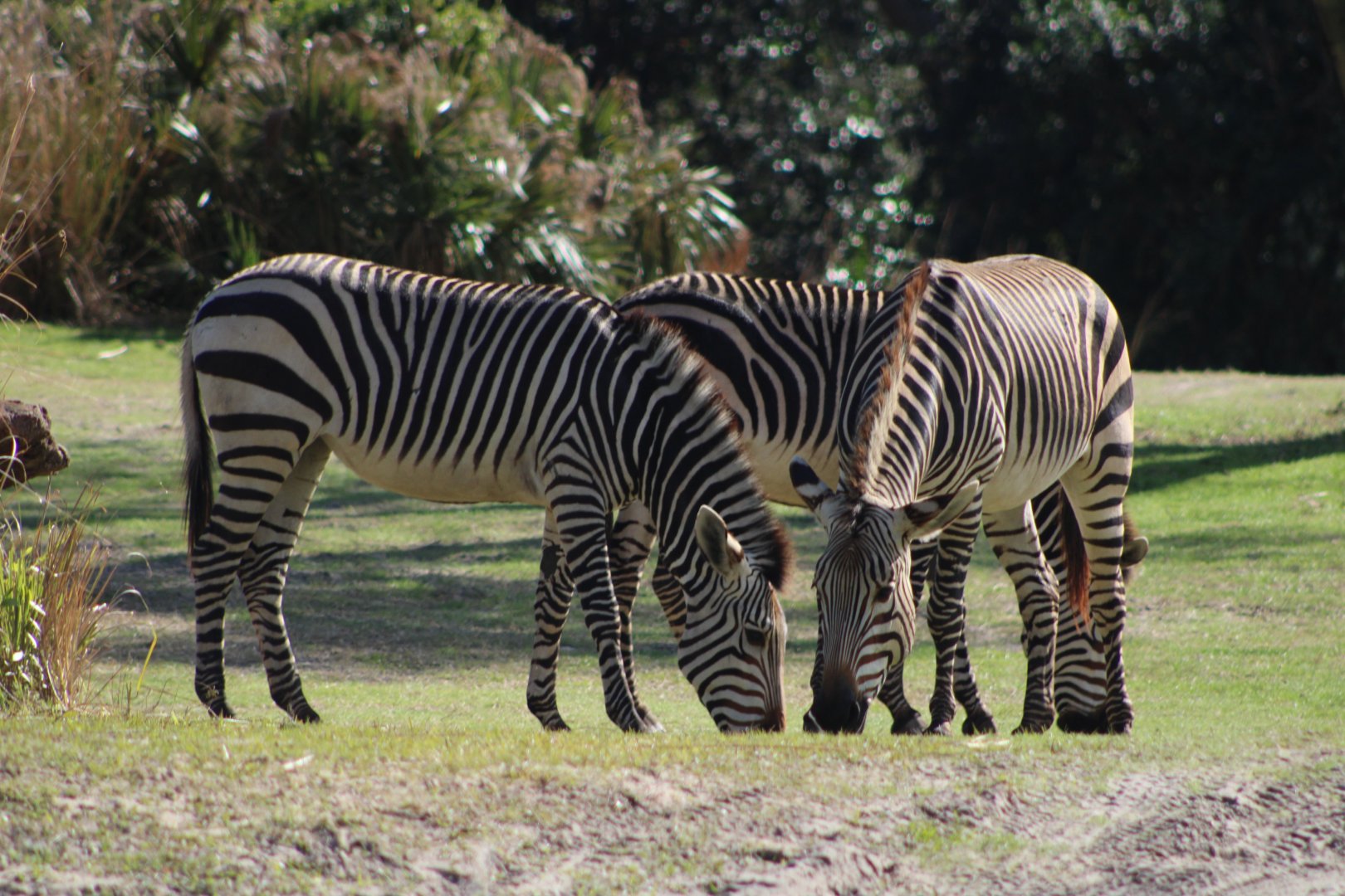 Hartmann’s Mountain Zebras (Equus zebra hartmannae)