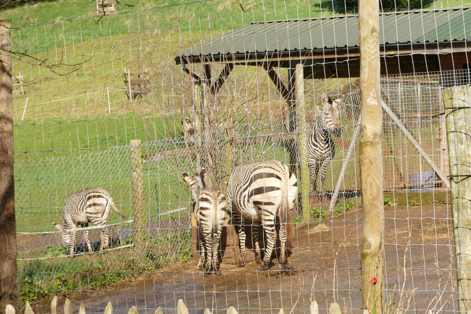 Hartmann's Mountain Zebras, February 2022
