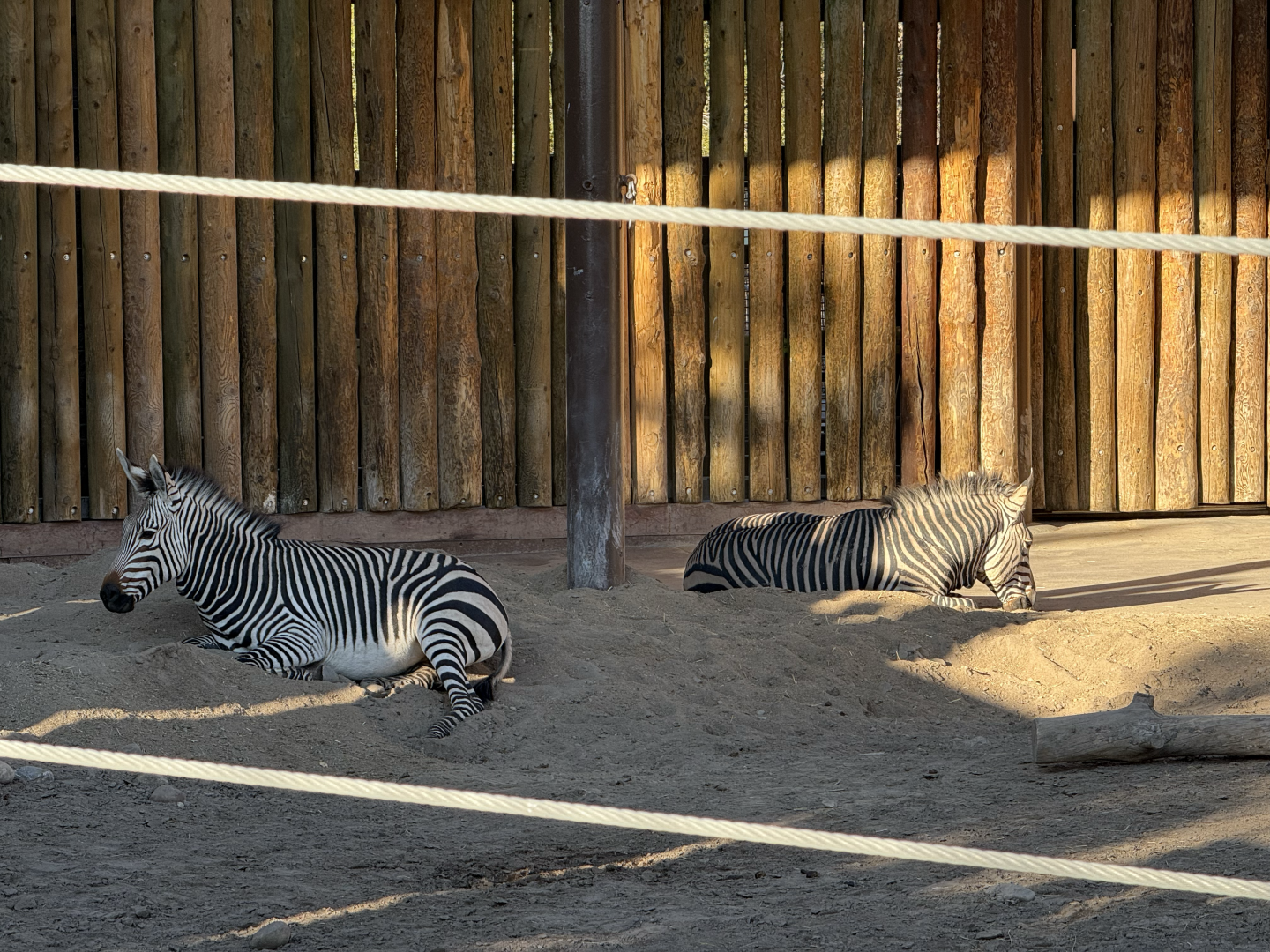 Hartmann's Mountain Zebras - Lodge Yard - High Desert Oasis