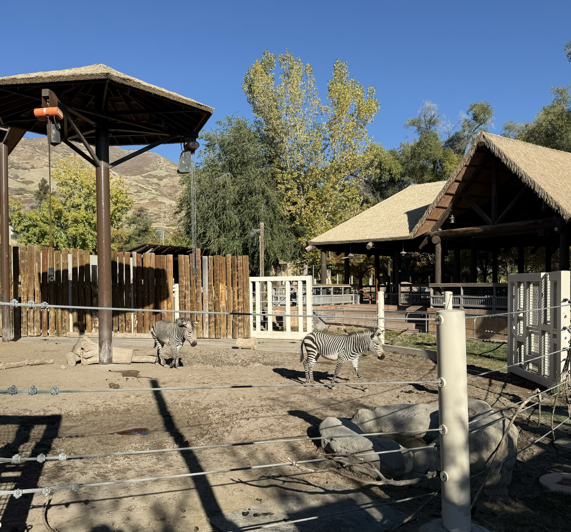 Hartmann's Mountain Zebras - Lodge Yard - High Desert Oasis