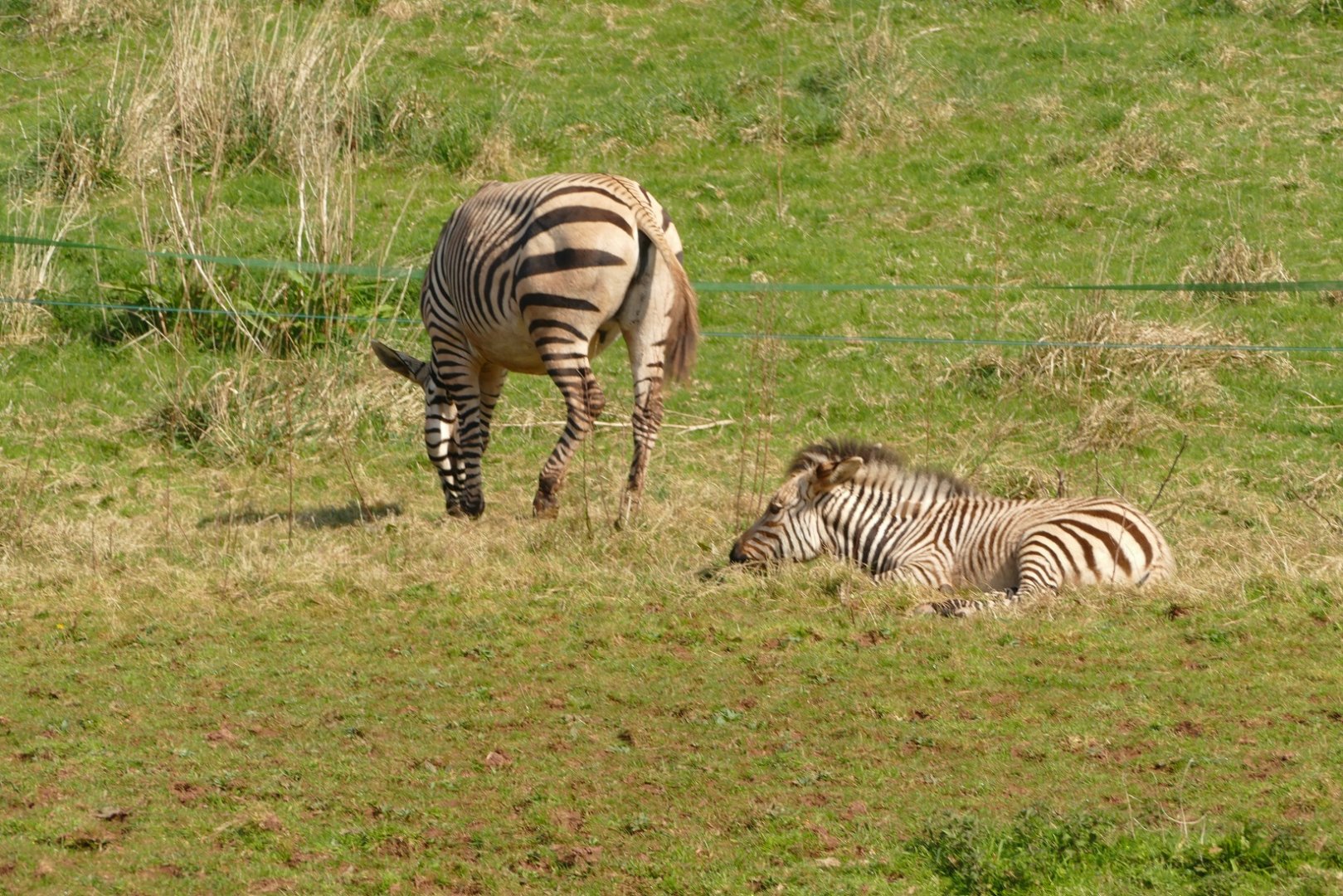 Hartmann's Mountain Zebras, March 2022