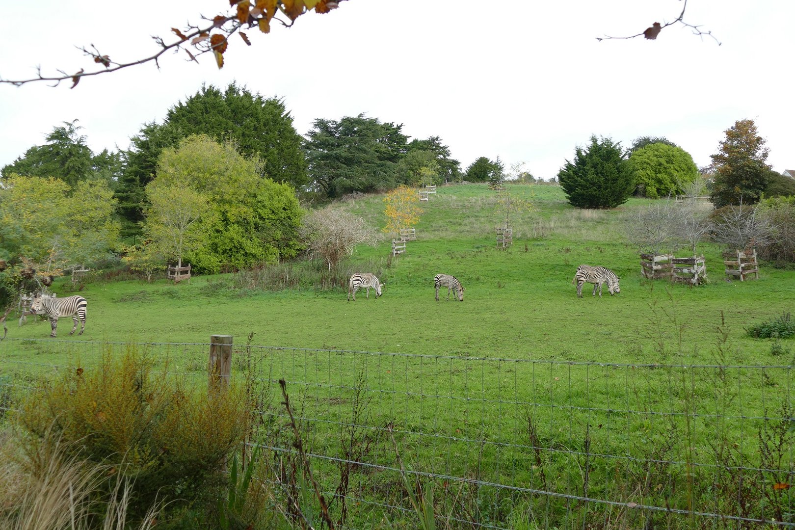 Hartmann's Mountain Zebras, October 2022