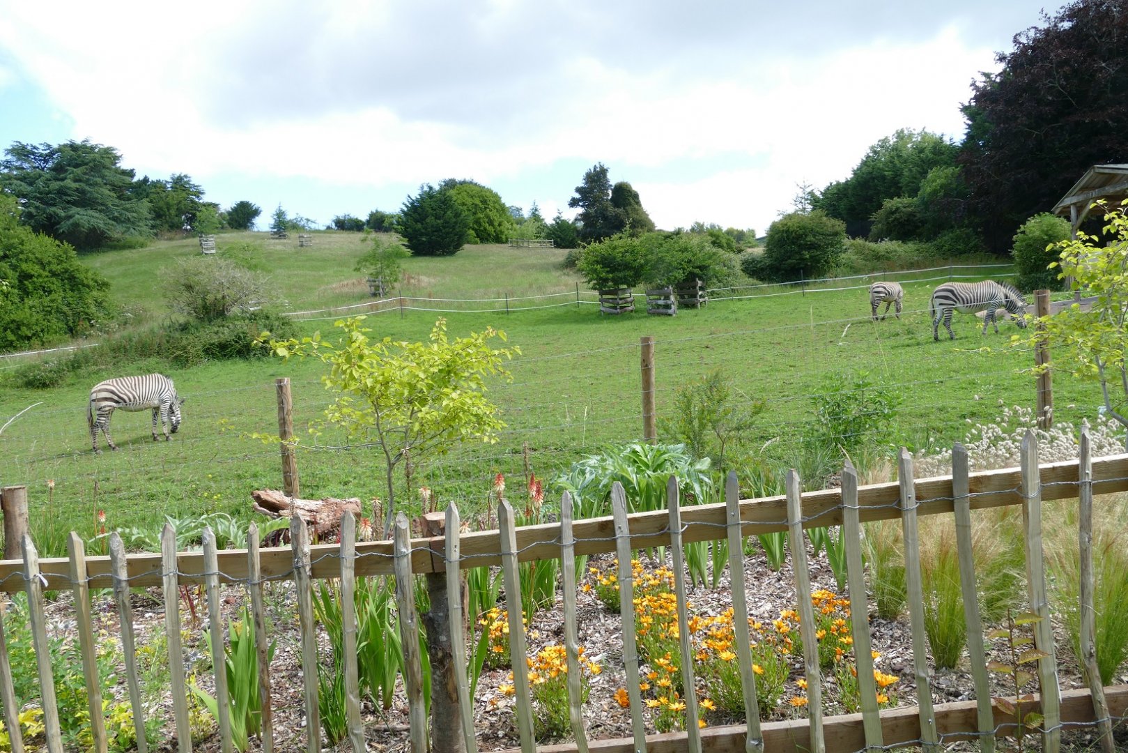 Hartmann's mountain zebras, re-opening day 6 July 2020