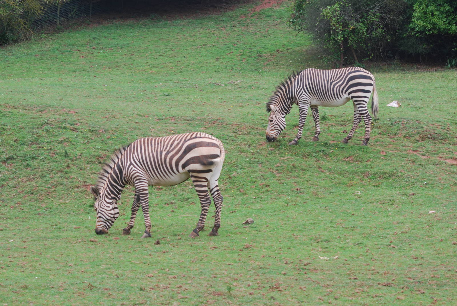 Hartmann's mountain zebras