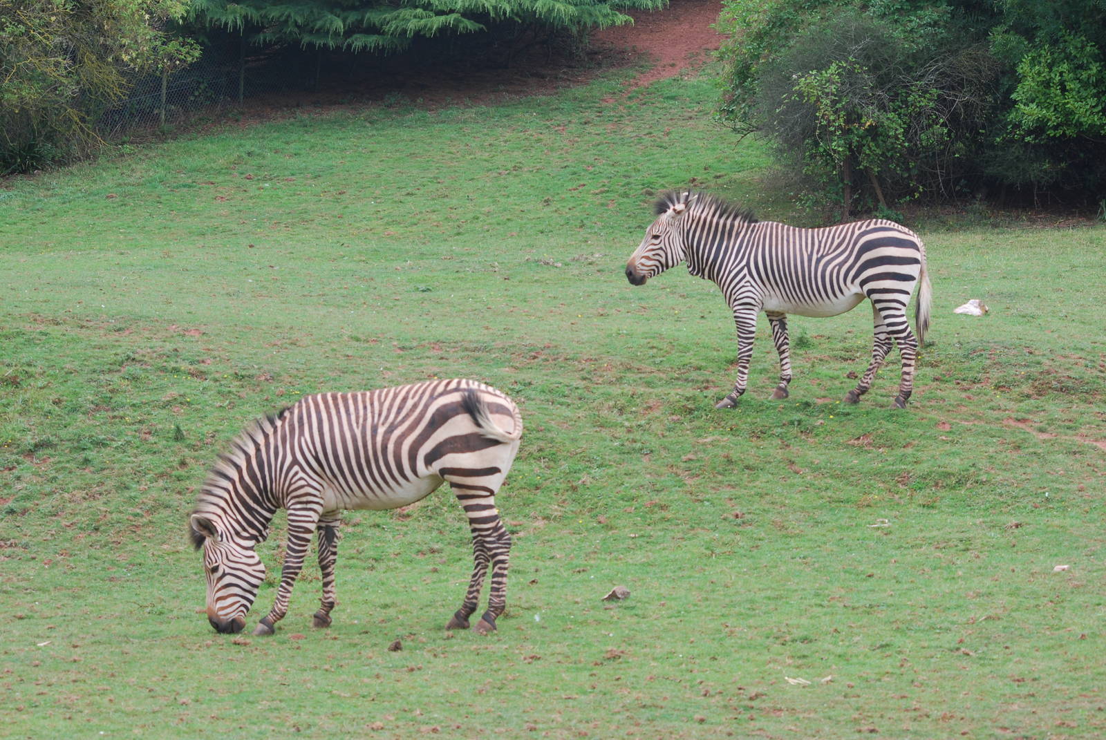 Hartmann's mountain zebras