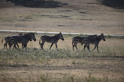 hartmanns mountain zebras